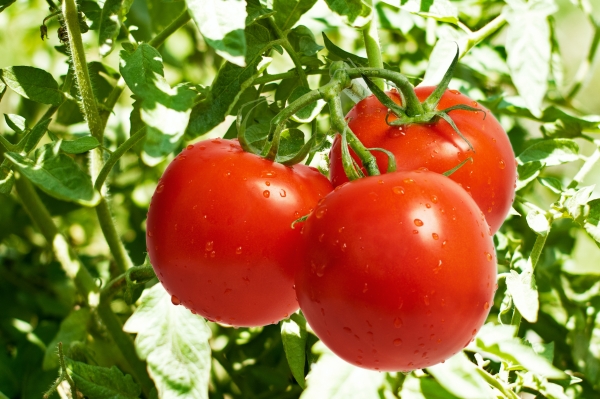 tomate1