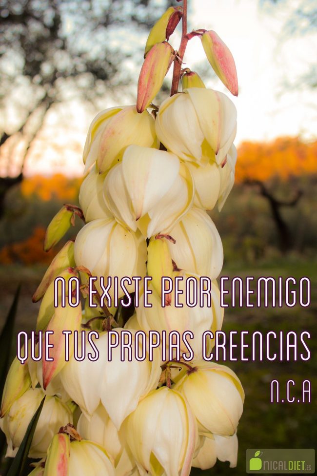 Dieta-Online-CREENCIAS