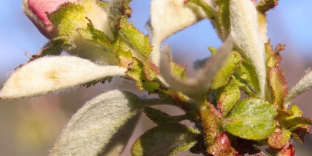 Dietas-Online.Primavera-01-625×625